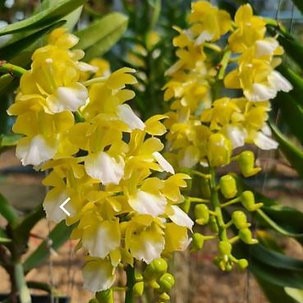 Aerides houlletiana alba