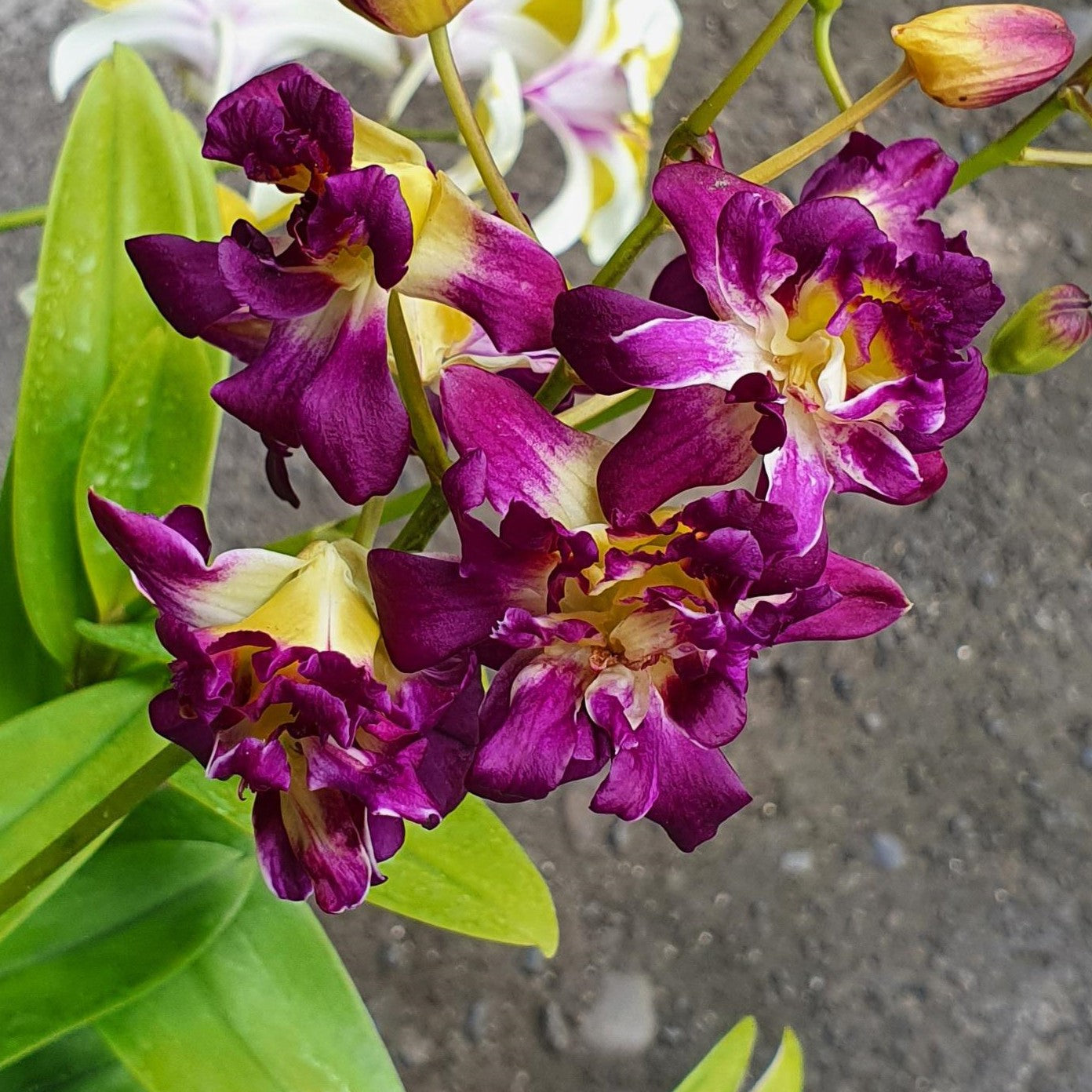 Dendrobium Betty Rose Red