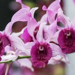 Dendrobium Ceasar Red Big Lip