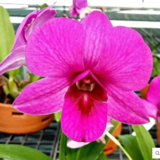 Dendrobium Burana Karen