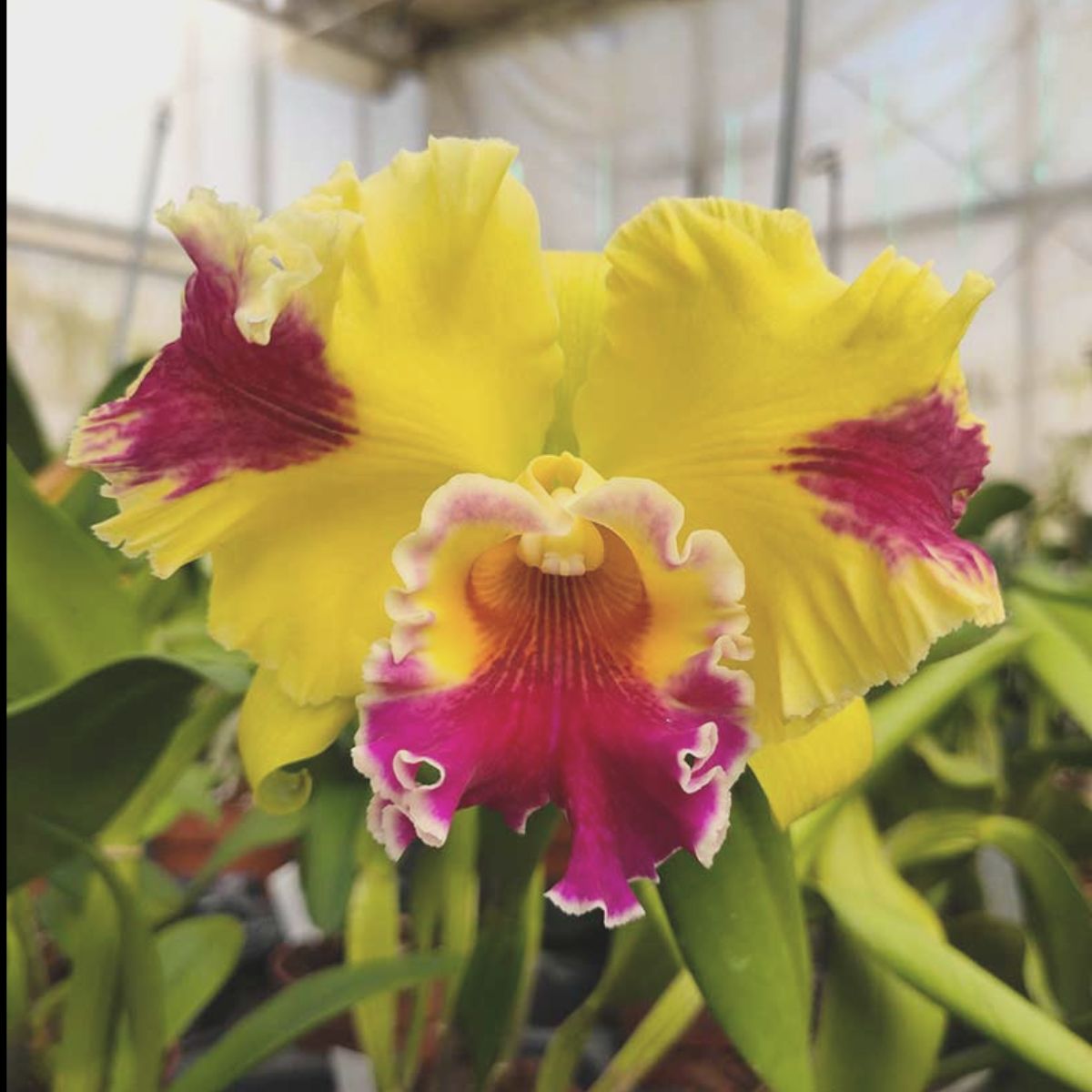 Rhyncholaeliocattleya Hwa Yuan Grace