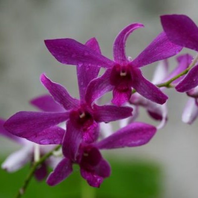 Dendrobium Dazanh