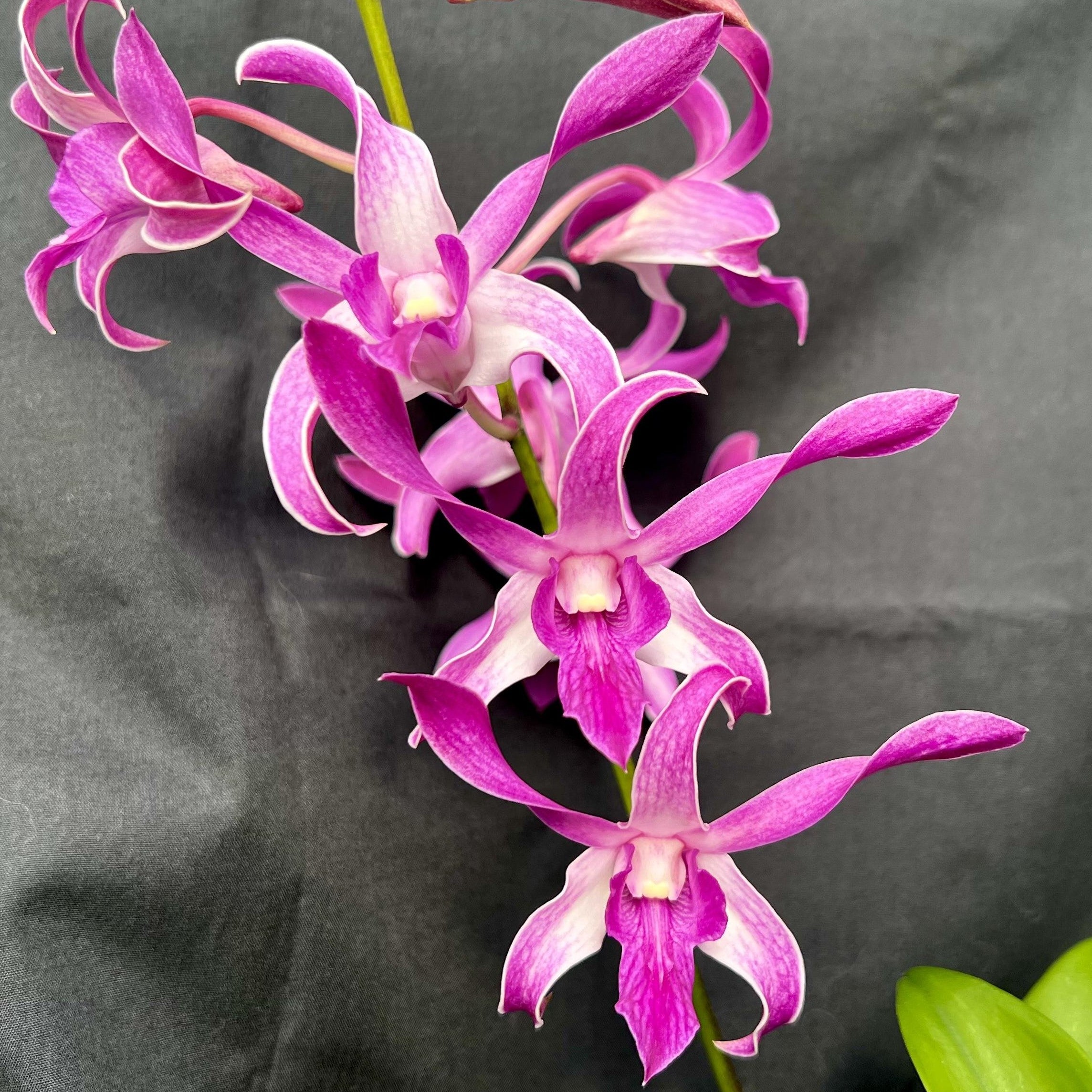 Dendrobium Caesar Dark Pink orchid flower with deep pink petals and rich vibrant tone, attractive dendrobium bloom for indoor plant decor