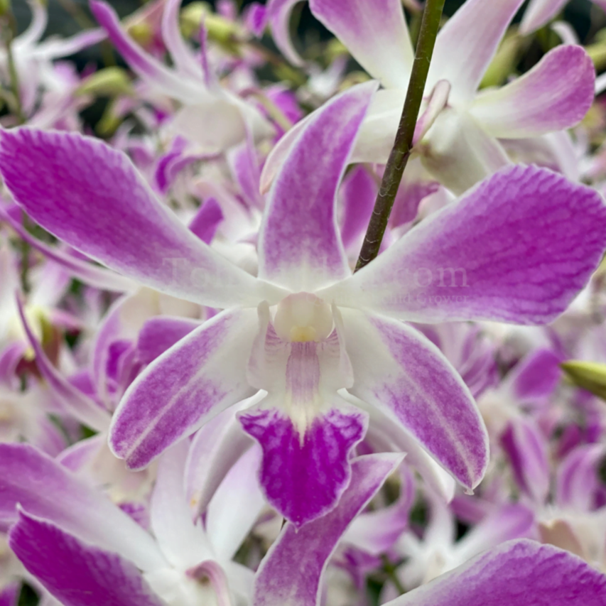 Dendrobium Ceasar 4N