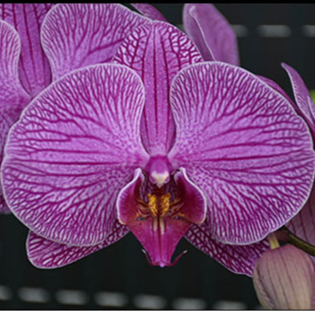 Phalaenopsis Grace Pink Orchid with elegant pink blooms on an arching spike, a healthy colourful orchid plant for gifting in India