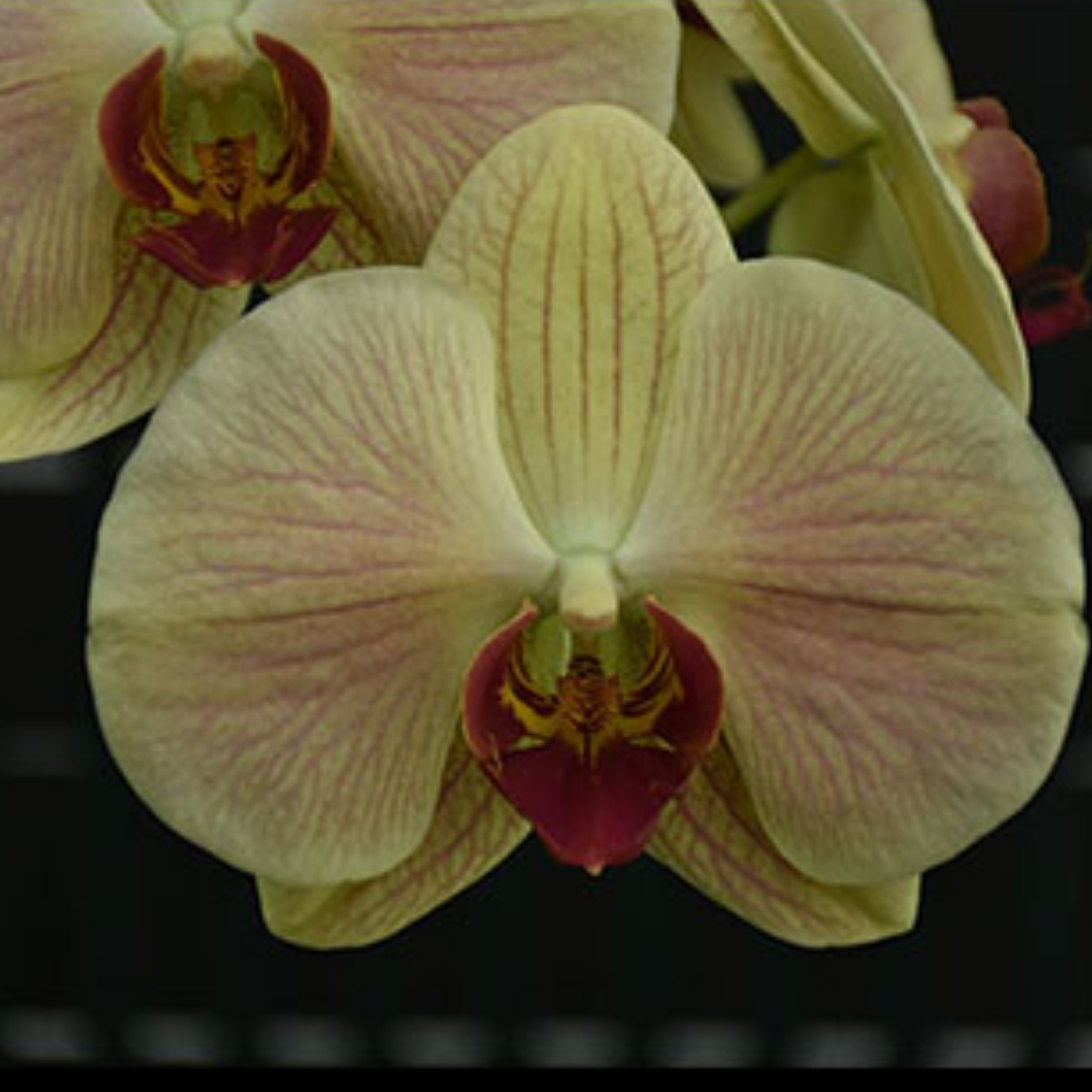 Phalaenopsis Red Guava Yellow Orchid with vibrant yellow and red blooms, a healthy colourful orchid plant for gifting in India