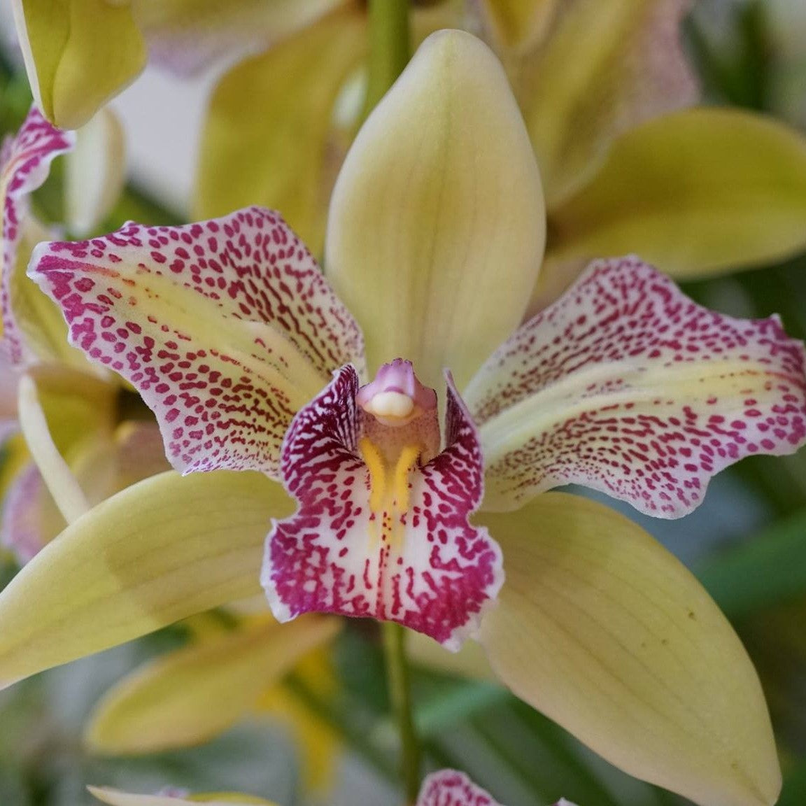 Cymbidium Isle Flemingo