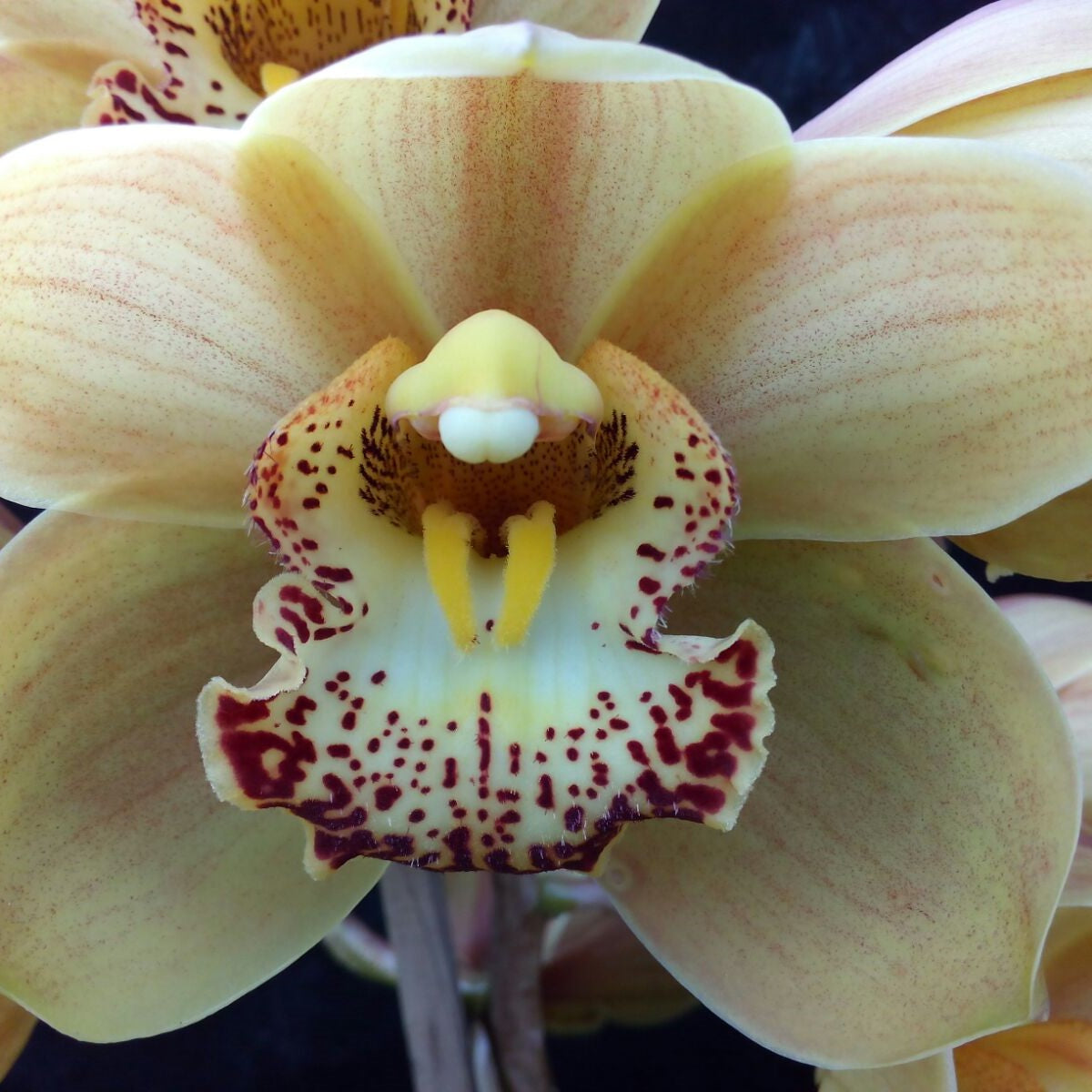 Cymbidium Valley Field "Jupiter"