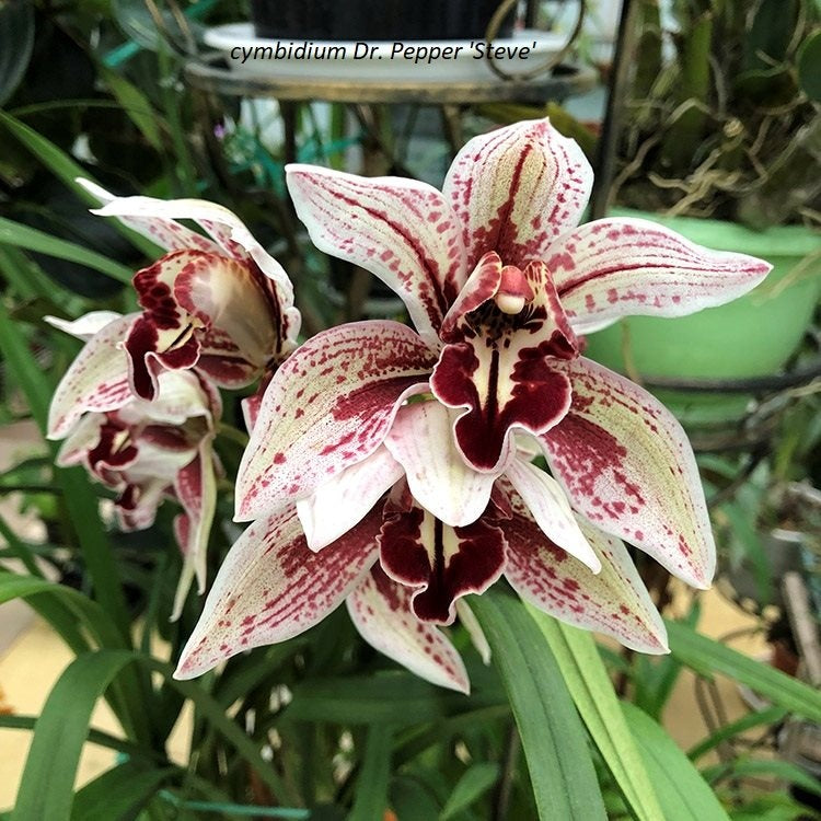 Introducing the captivating Cymbidium Dr Pepper 'Steve' Orchid, a botanical gem that will add a unique touch to your collection.