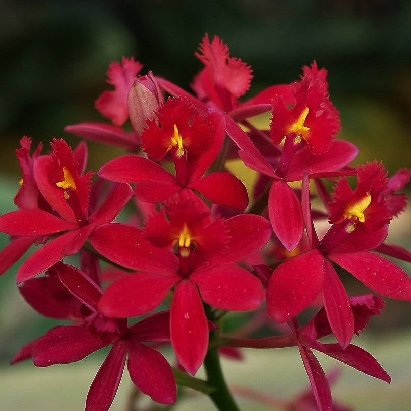 Epidendrum Red
