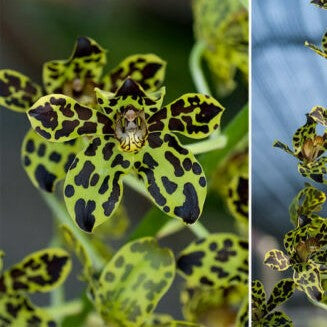 Grammatophyllum Pakkret Leo 'Asgard'