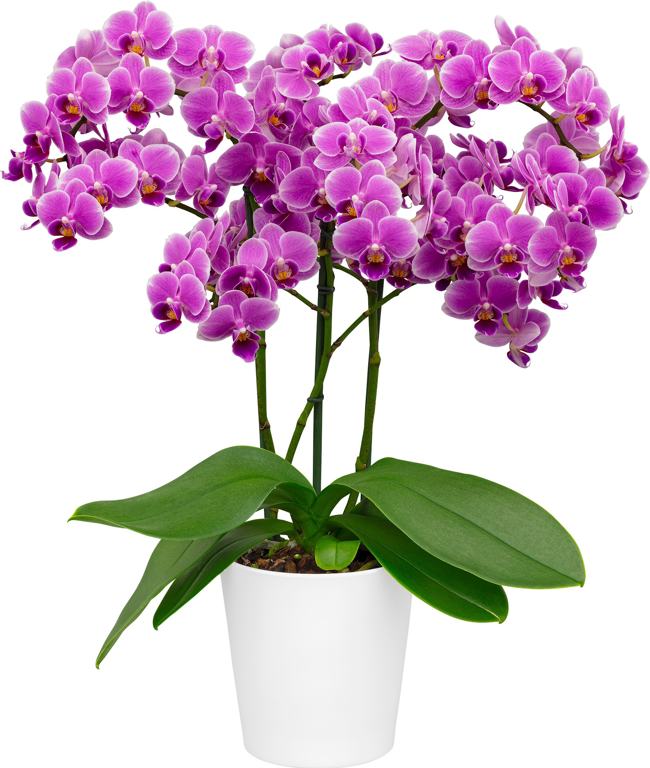 Phalaenopsis Friday Flirt