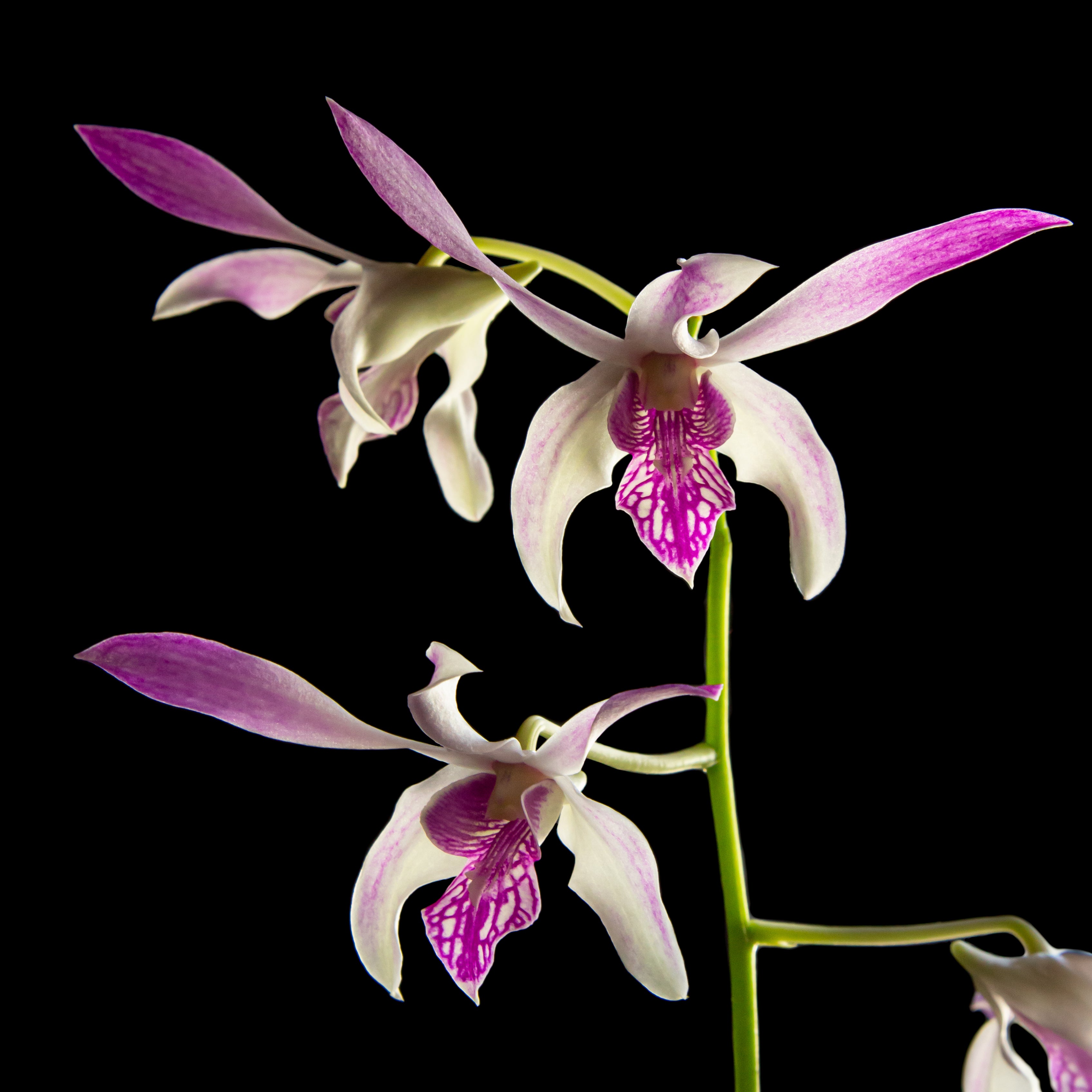Dendrobium Ceasar Warawan