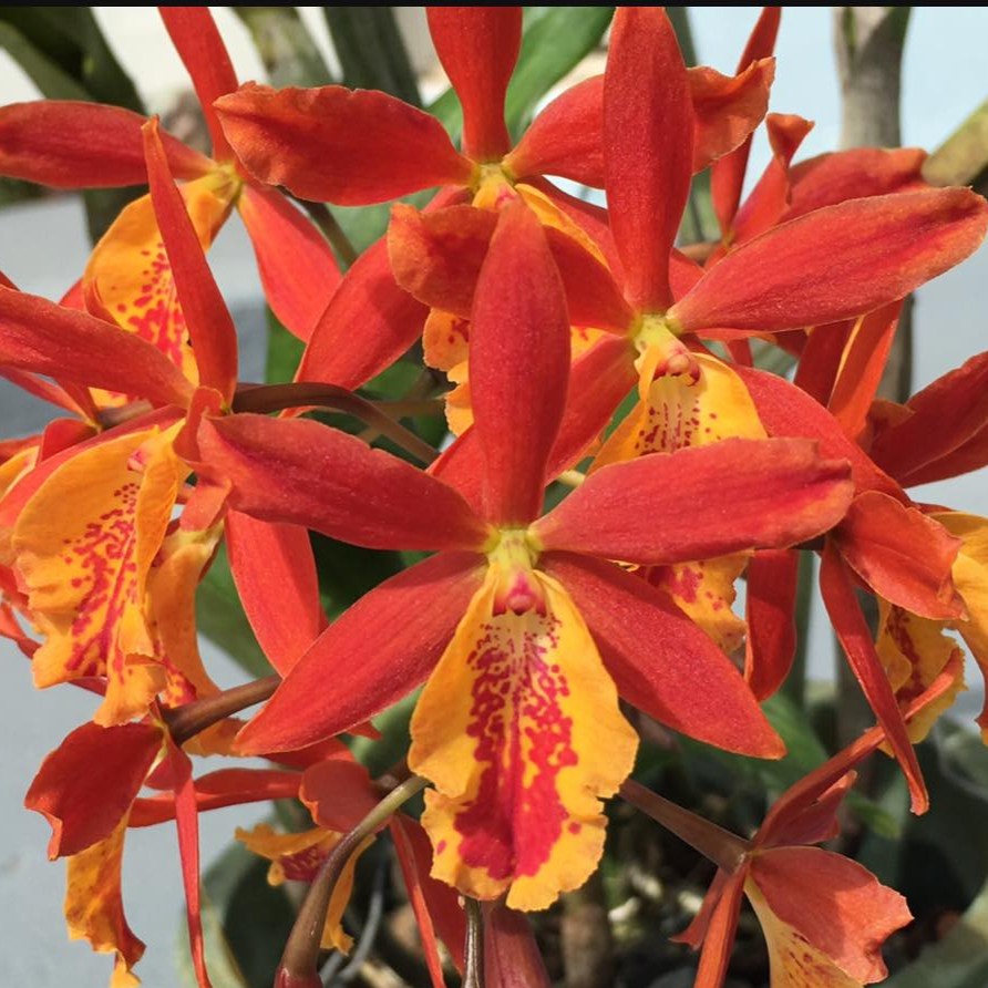 Epicatanthe Volcano Trick