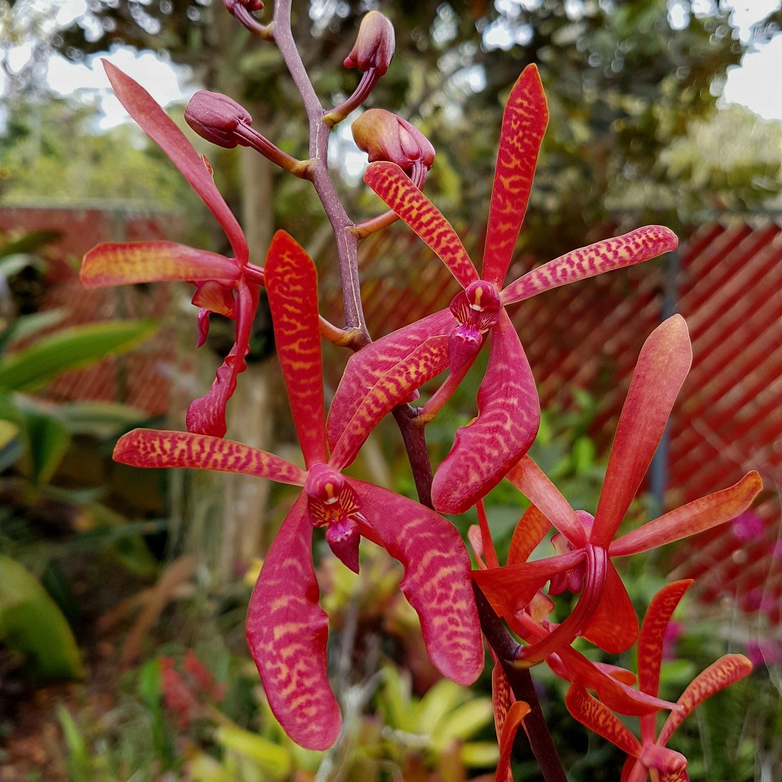 Aranthera Anne Black