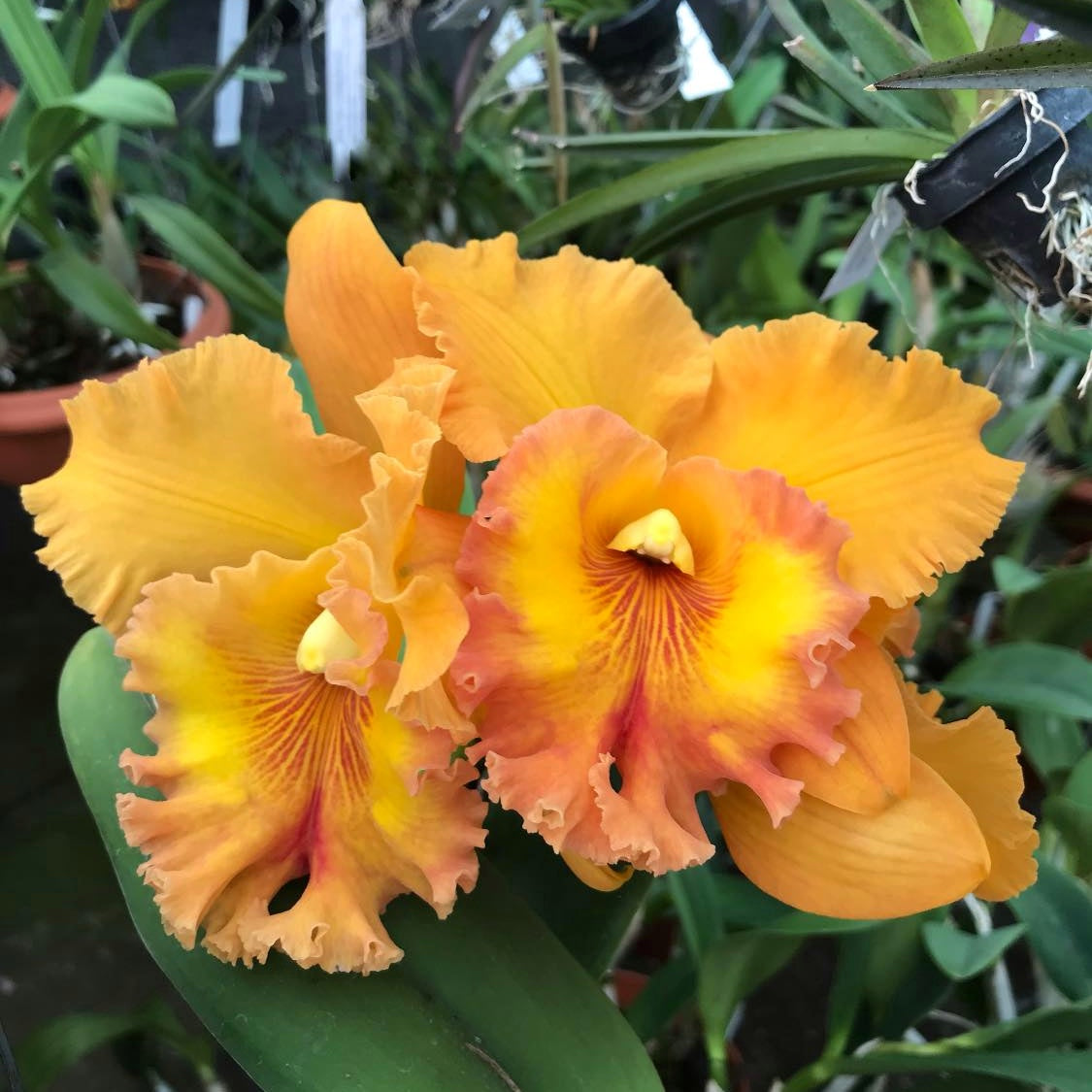 Rhyncholaeliocattleya Spanish Eyes
