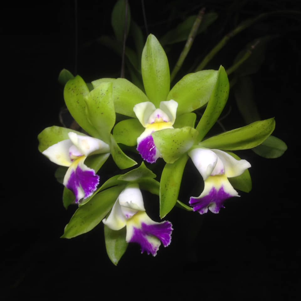 Cattleya Landwoods