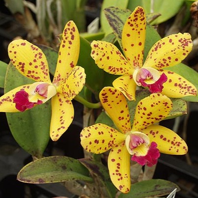 Cattleya Jungle Elf
