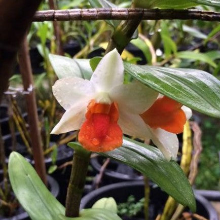 Dendrobium Hsinying Frostymaree