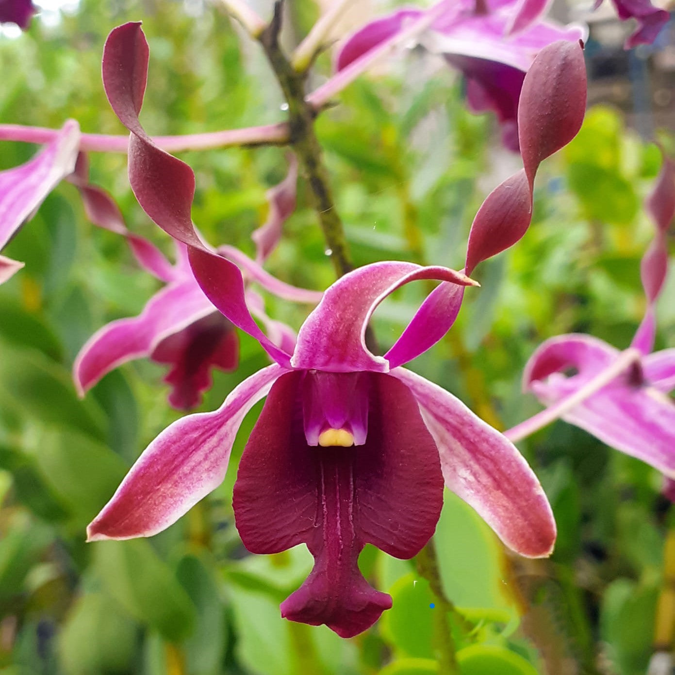 Dendrobium King Cobra (Twisted)