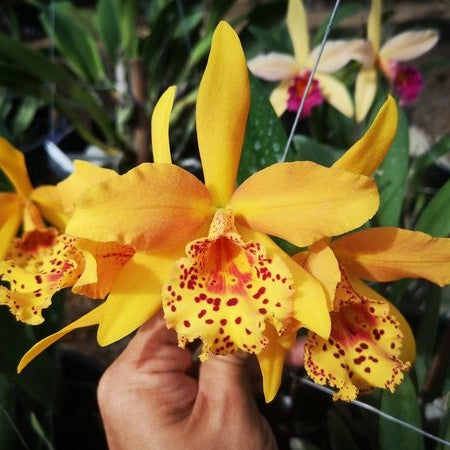 Rhynchobrassoleya Copper Queen