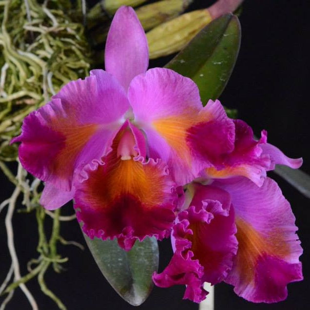 This stunning orchid boasts magnificent blooms with rich, velvety purple petals accented by a striking yellow throat