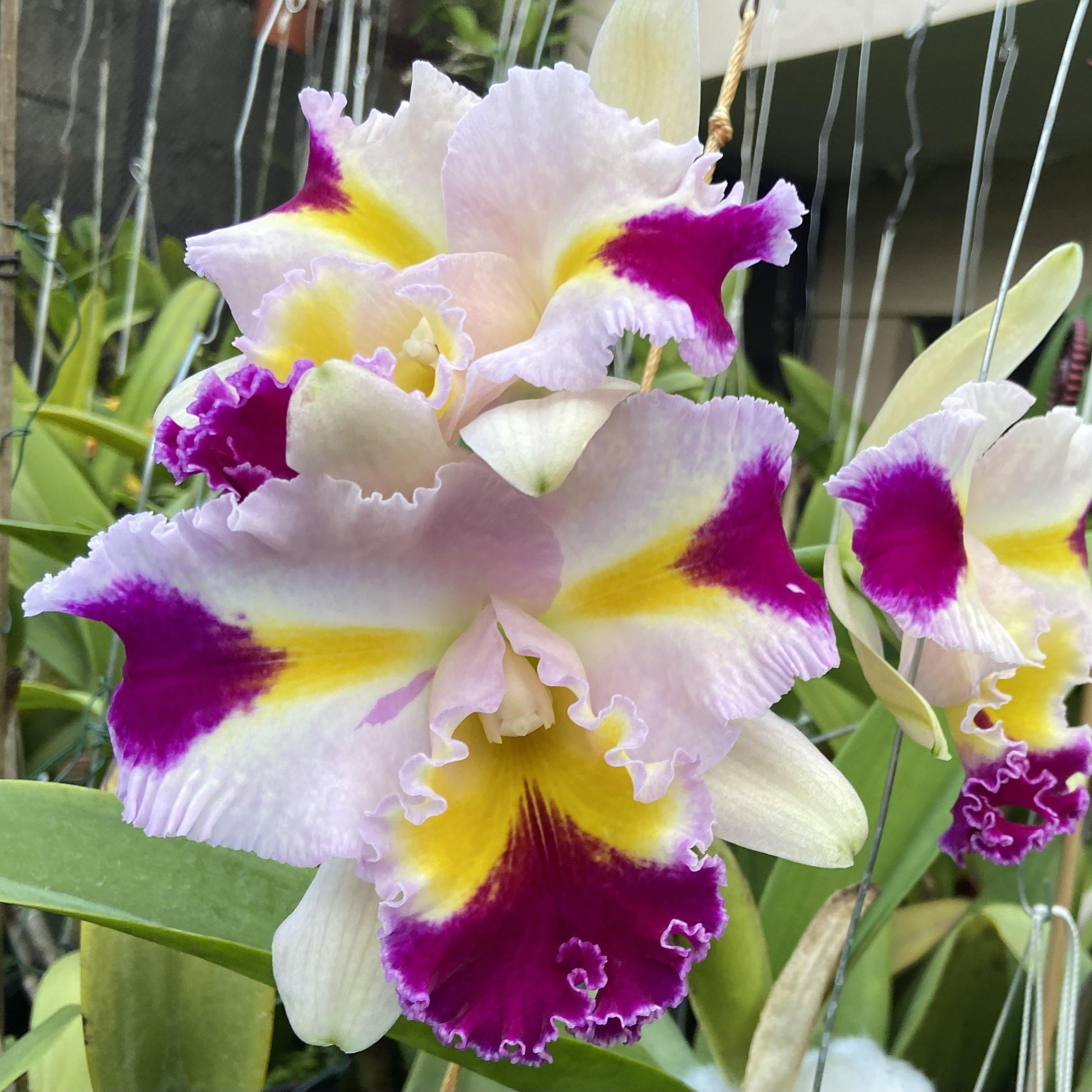 Cattleya Rlc.Patchara Fantacy