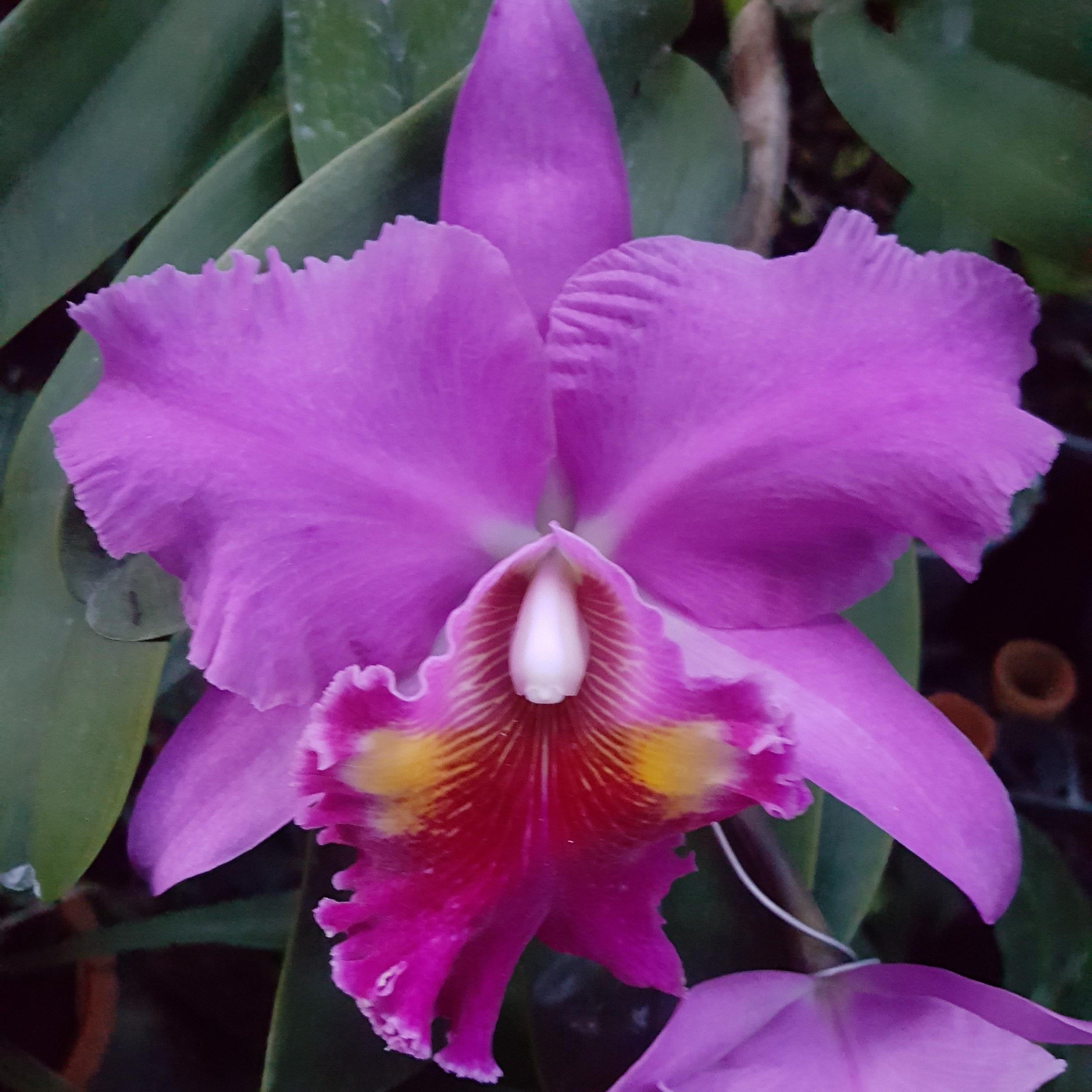 Cattleya Lucky Stike "Gold Ring"
