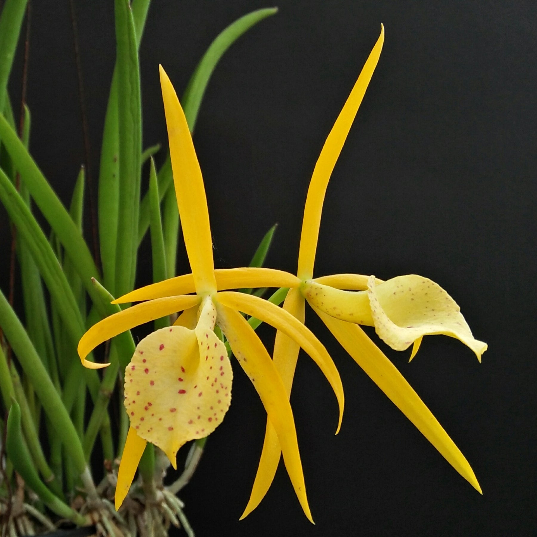 Brassocattleya Yellow Bird