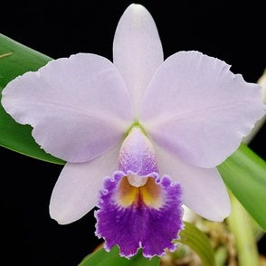 Unleash the Magic of Cattleya Hiroshima Melody 'Blue Genie' : A
