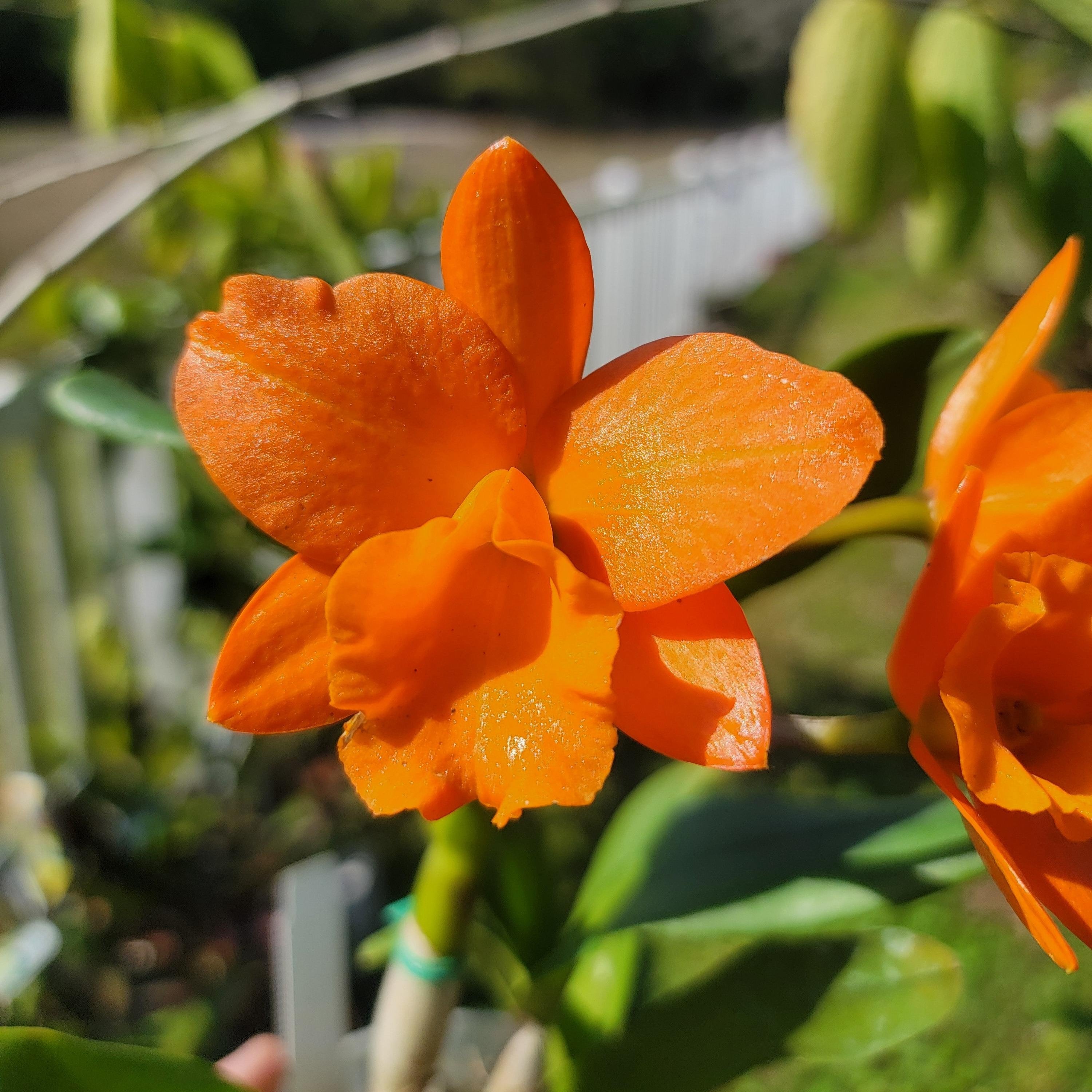 Rhyncattleanthe Hsinying Orange Nugget