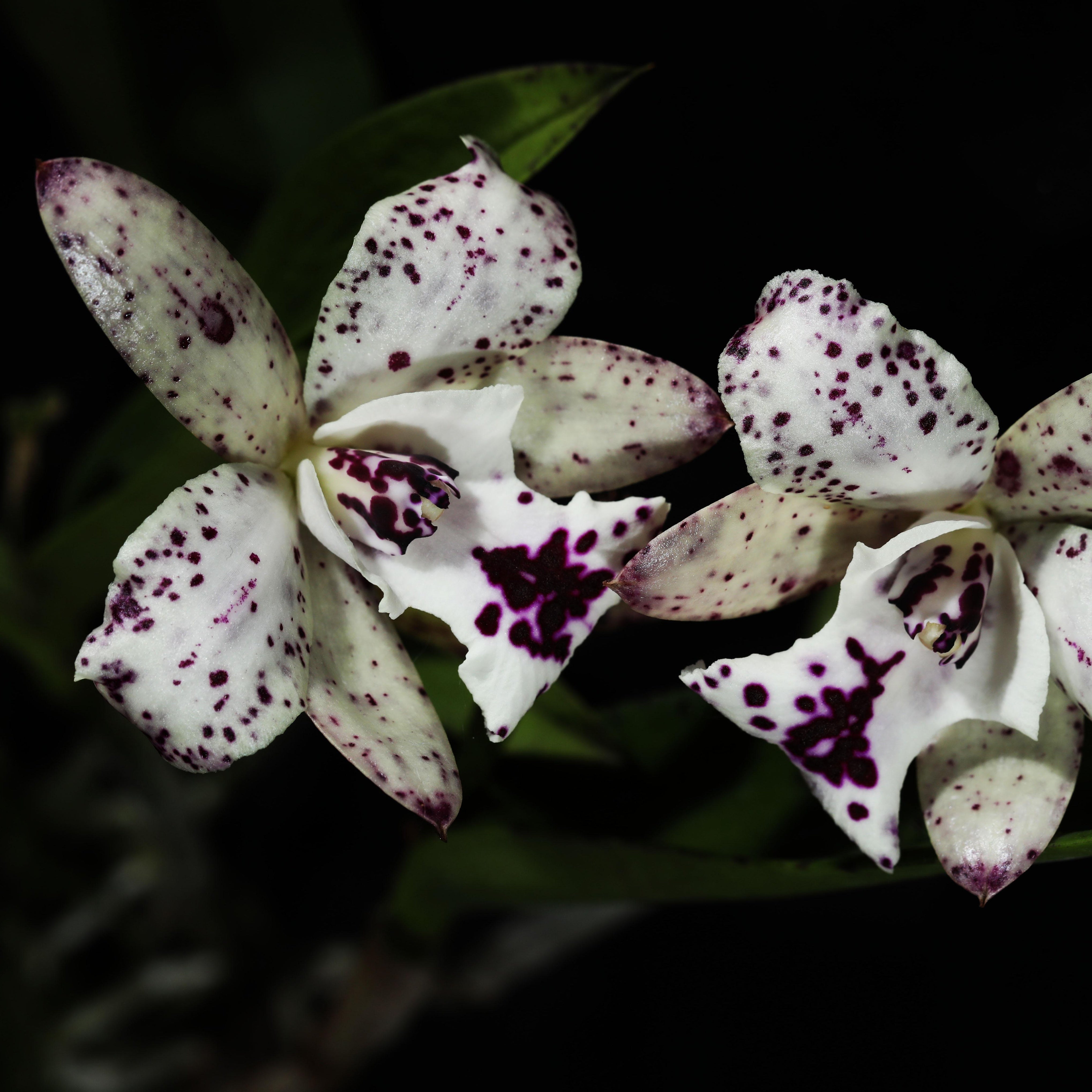 Exquisite Cattleya Jairak Cosmos Orchid – A Stunning Addition to Your Collection
