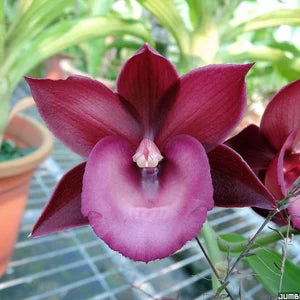 Catasetum Dark Brown