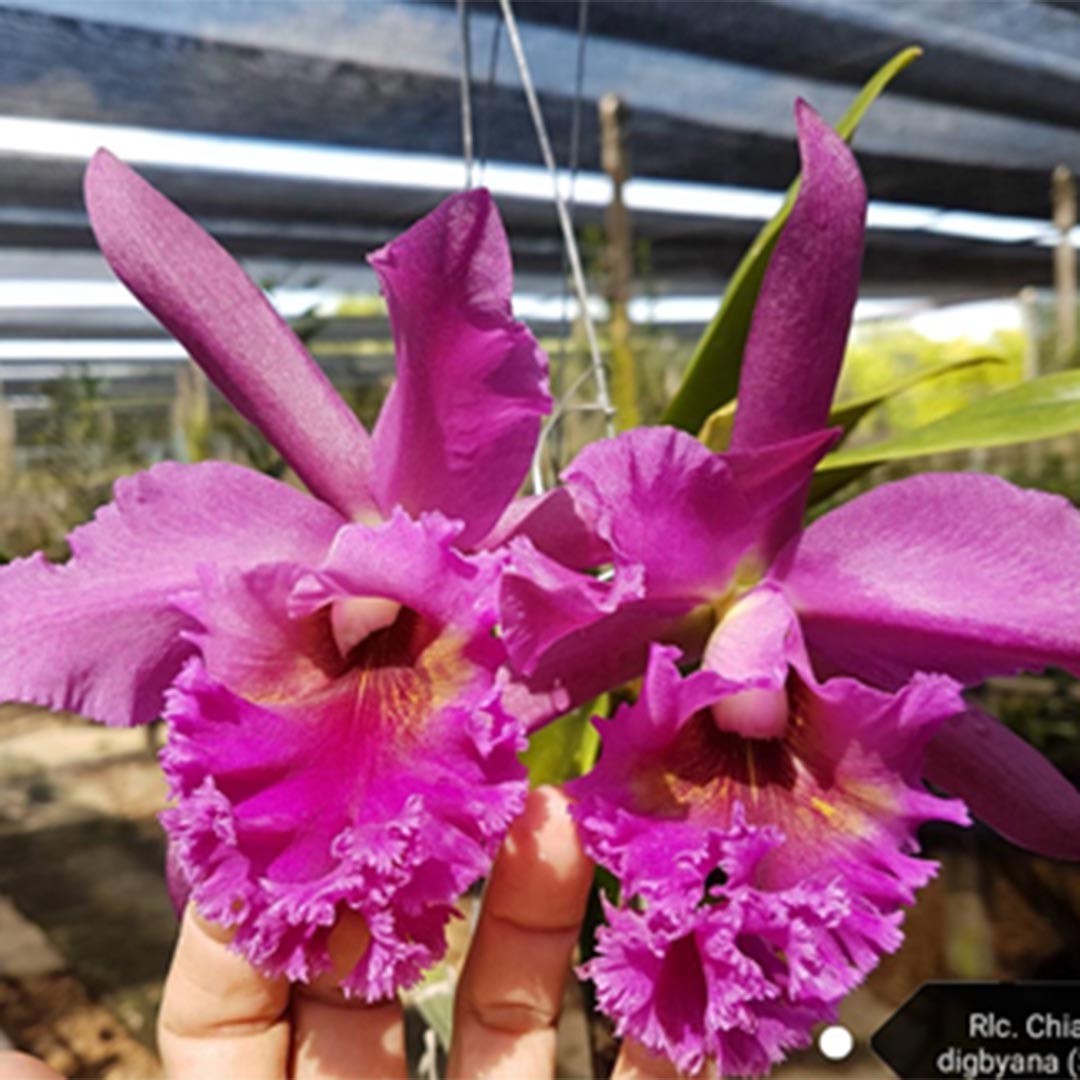 Rhyncholaeliocattleya Chia Lin x Digbyana