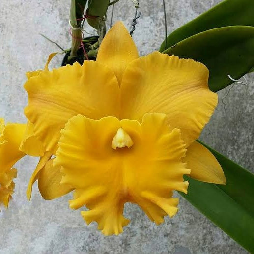 Rhyncholaeliocattleya Thongsupran Gold