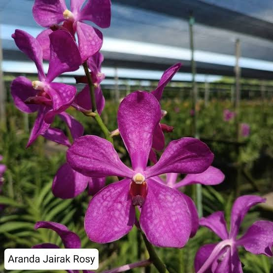 Mokara Jairak Rosy