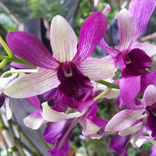 Dendrobium Indonesia Raya Red