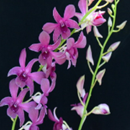 Dendrobium Jac Concert Pink Twisted