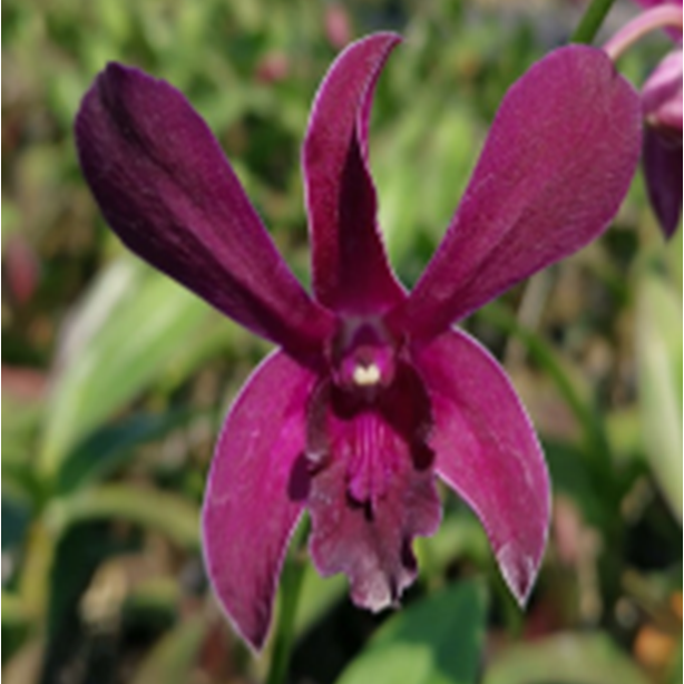 Dendrobium Jac Concert Red Twisted