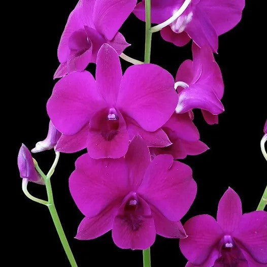 Dendrobium Pink Lady × Compactum Orchid is a unique hybrid orchid for plant lovers and exotic orchid collectors. This Dendrobium orchid is a wonderful addition to any orchid collection, offering enthusiasts an opportunity to grow a distinctive orchid variety. Ideal for orchid hobbyists and collectors looking to expand their collection of Dendrobium orchids.