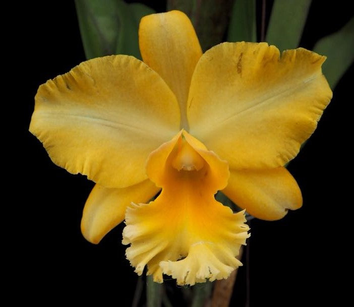 Rhyncholaeliocattleya Malworth