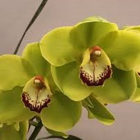 Cymbidium Rembrandt Masterpiece