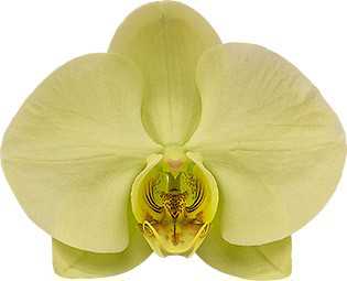 Phalaenopsis Mint