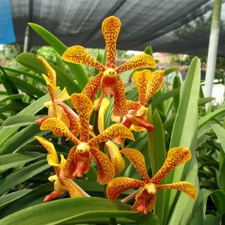 Staurochilus gibbosicalcar x Ascocentrum miniatum