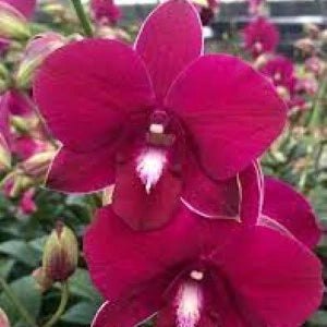 Dendrobium Thailand x Mekhlong