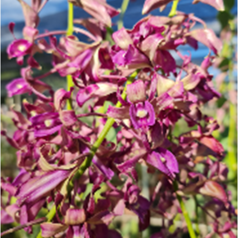 Dendrobium Nindii