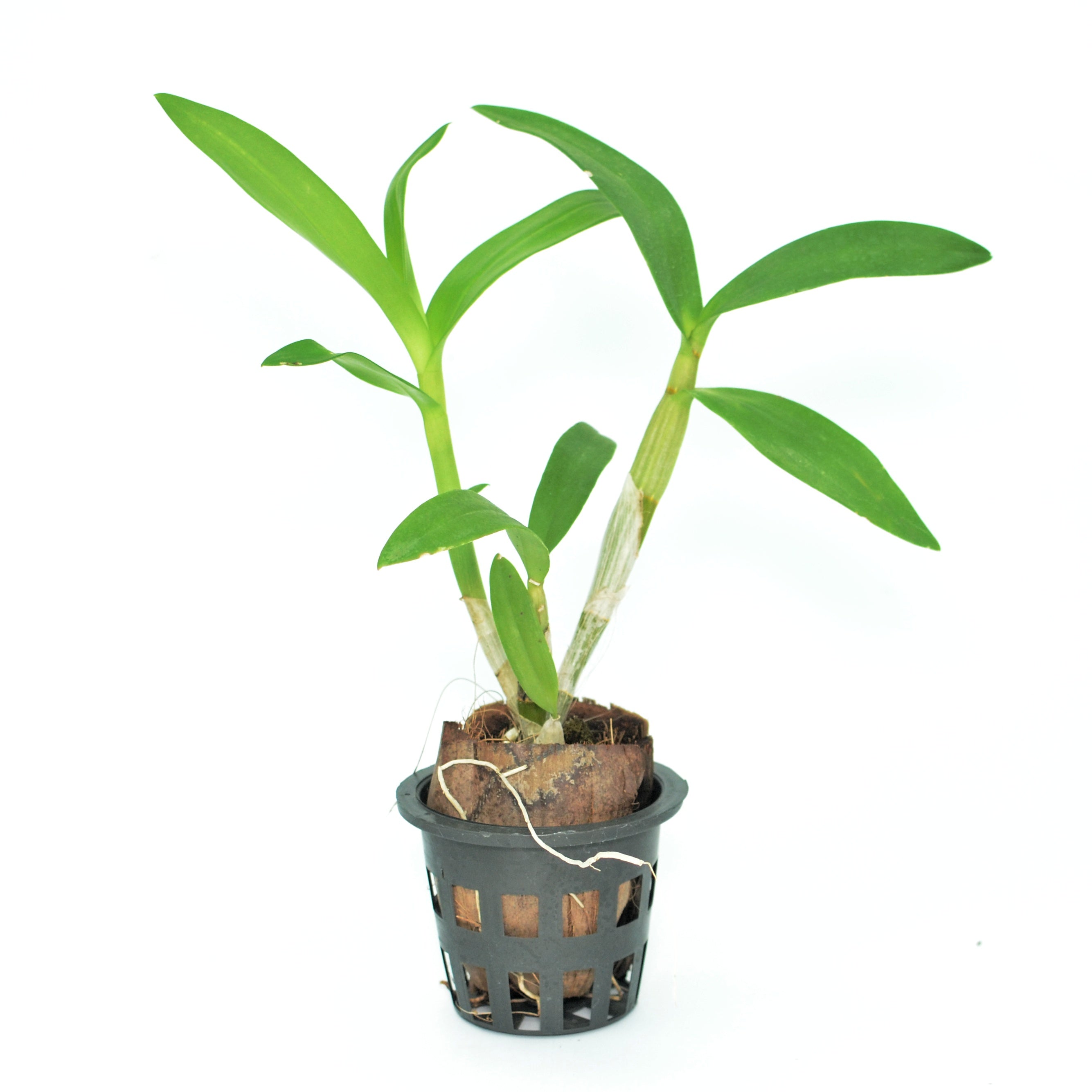 Dendrobium Red Bull orchid - Lush live plant ready to bloom with vibrant red flowers