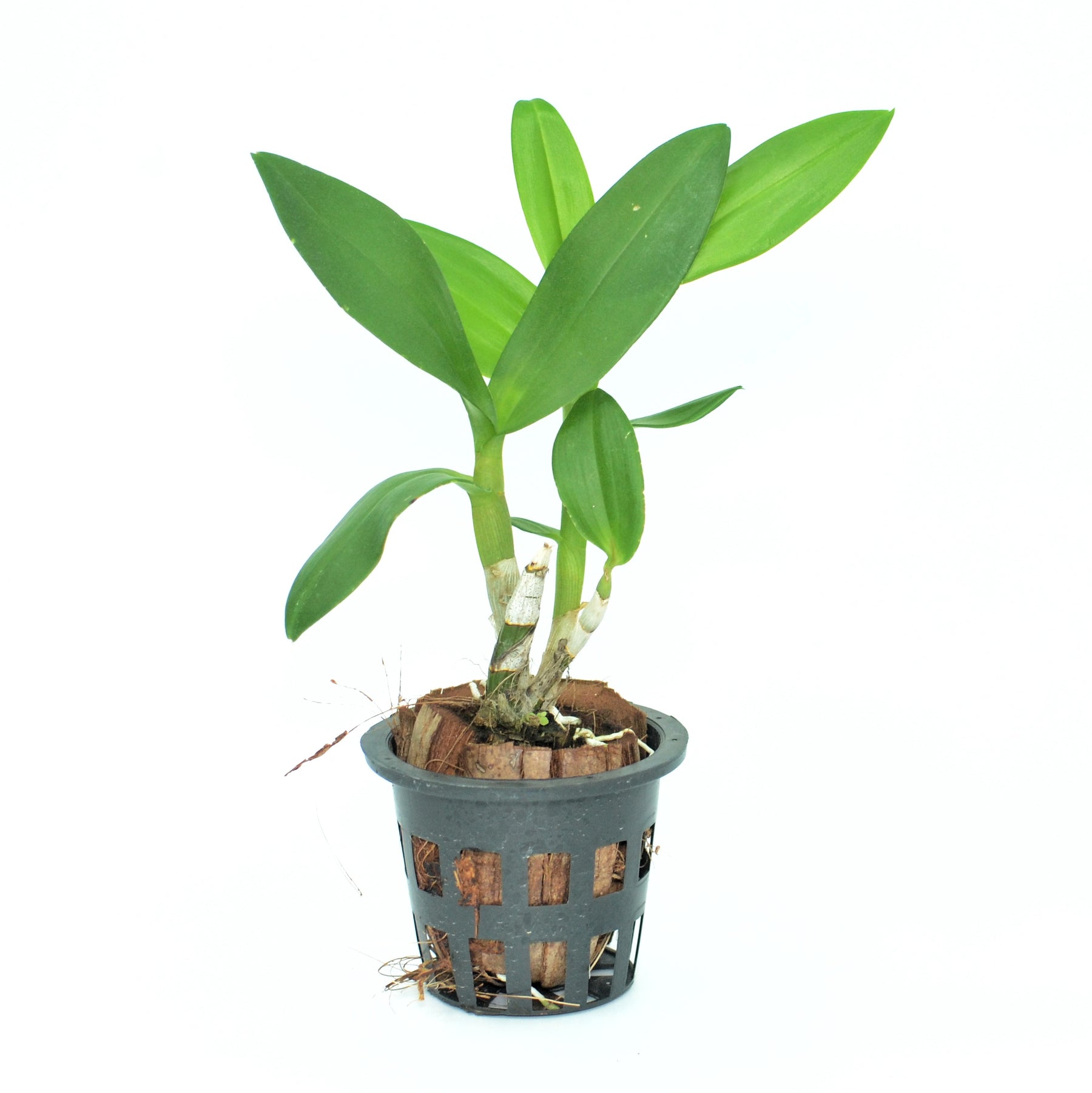 Dendrobium Paranasri White live orchid plant - A graceful and refined addition to your indoor garden, blooming with timeless beauty