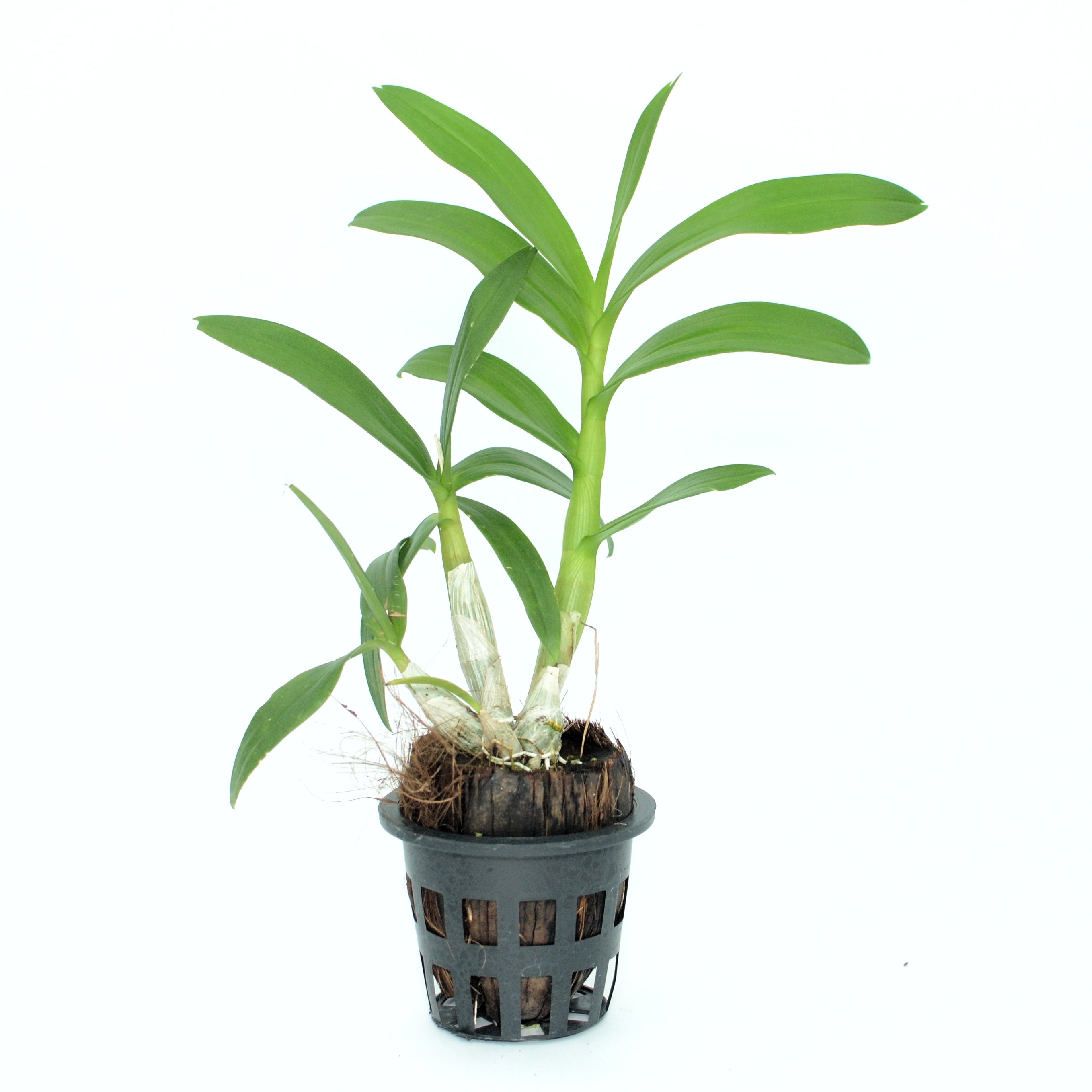 Dendrobium Pink Panda