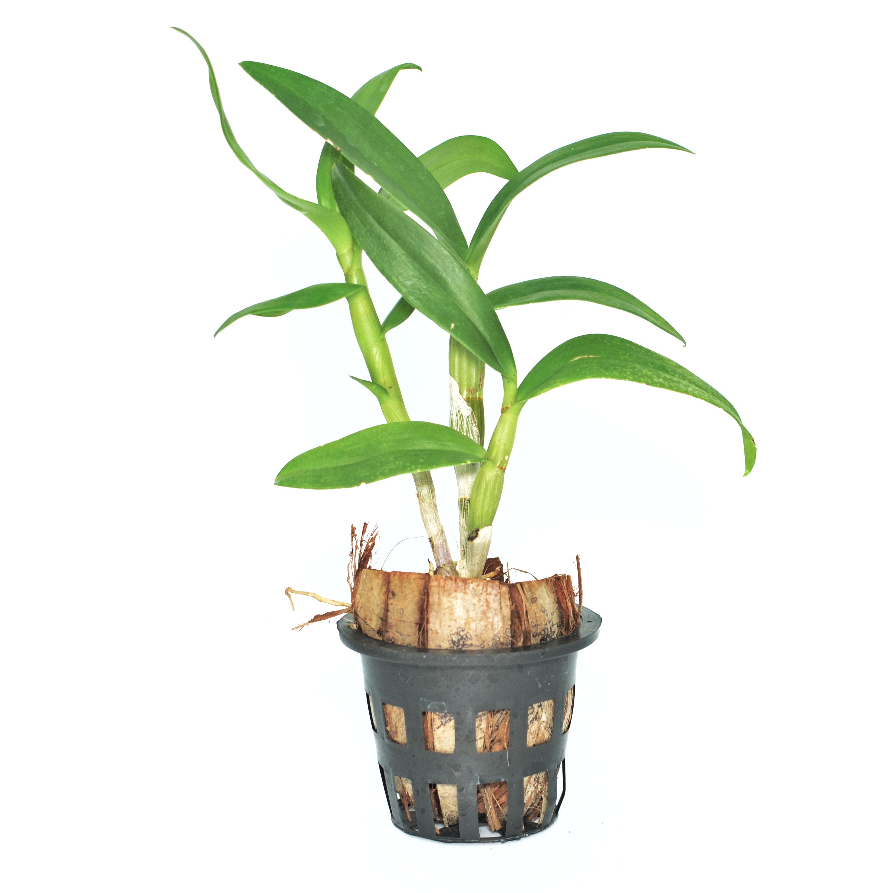 Dendrobium Burana Red Ruby live orchid plant - Vibrant and elegant addition to your indoor garden